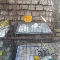 ۵ عدد قفس بزرگ همه باهم|لوازم جانبی حیوانات|اهواز, زرگان|دیوار