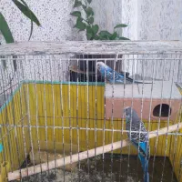 مرغ عشق هلندی|پرنده|درودزن, |دیوار