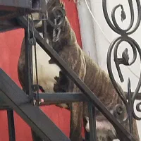 سگ پیتبول نر ۷ماهه