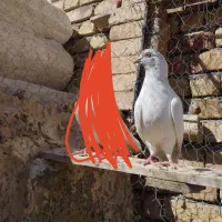 کبوتر|پرنده|ارومیه, |دیوار