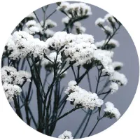 نشا لیمونیوم   شاخه بریده سه هزار تا درجه یک