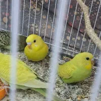 جوجه مرغ عشق