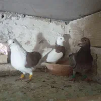 کفتر کفتر بازی|پرنده|الوند, |دیوار