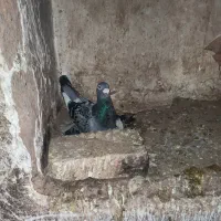 8تا زدخوردی|پرنده|رشتخوار, |دیوار