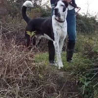 سگ الابای روسی جهت کشش با ماده های شما