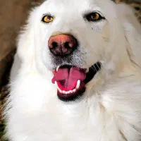 سگ..نگهبان