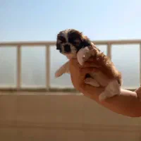 توله شیتزو مالتیز۳ماهه ماده|سگ|فسا, |دیوار