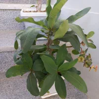 گلهای سرحال و شاداب|گل و گیاه طبیعی|بناب, |دیوار