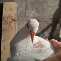 جوجه دم زرد (دمزرد)گوهک کرمونی