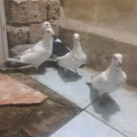 پلاکی|پرنده|خرم‌آباد, |دیوار