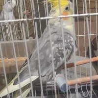 عروس هلندی سخن گو