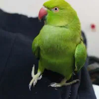 گمشده