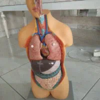 مولاژ بدن انسان