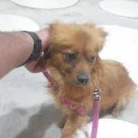 پامر اشپیتز