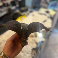 قرقی اصلی آویز