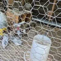 فروش مرغ وخروس  سیلبرایت