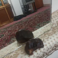 سنگ خام قیمتی|جواهرات|تهران, ایران|دیوار