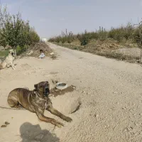 سگ نگهبان با نژاد دار|سگ|گلبهار, نوبهار|دیوار