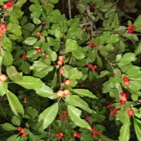 فروش باغ و باغچه