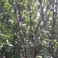 فروش باغ در روستای خوش اب و هوای زواریان|فروش زمین و ملک کلنگی|سلفچگان, |دیوار