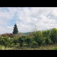 خونه باغ نیمه اماده به متراژ ۸۰۰متر|فروش خانه و ویلا|گلوگاه, |دیوار