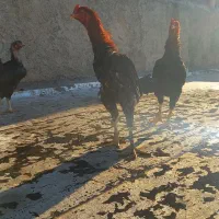 خروس دو رگ محکم