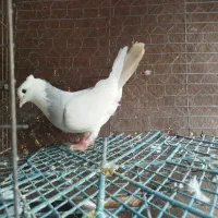 طوقی زرین اجری سرکه ای ابی همه رنگ معاوضه|پرنده|لنجان, |دیوار