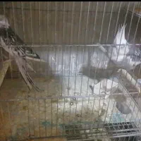 جفت عروس هلندی مولد و کوتوله|پرنده|شیراز, شاهچراغ|دیوار