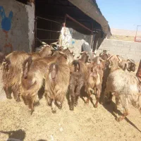 (۱۶ راس بز لری قرمز داشتی)|حیوانات مزرعه|خرمآباد, |دیوار