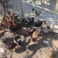 مرغ و خروس محلی