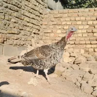 فروش بوقلمون|حیوانات مزرعه|فسا, |دیوار