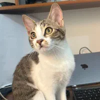 بچه گربه ماده ۵ ماهه