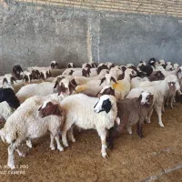 بره ماده|حیوانات مزرعه|ماهیدشت, |دیوار