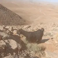 فروش بز|حیوانات مزرعه|سمیرم, |دیوار