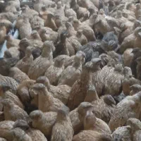 بلدرچین گوشتی باوزن کامل