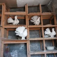 انواع‌کفتر‌دم‌چتری‌اصل‌وزیبا|پرنده|بندر ترکمن, |دیوار
