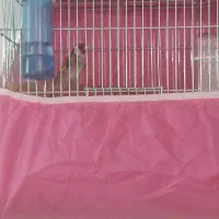 دوتاسهره نر یه گلبسر نر|پرنده|اصفهان, براآن شمالی|دیوار