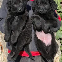 سگ ژرمن بلک نروماده دوماه باهم یکجای فی ۴۰ م ت