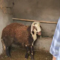 قوچ افشاری یک ساله