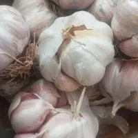 سیر درشت