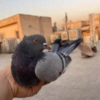 کفتر اصیل تهرانی پرش سنگین|پرنده|تهران, شمشیری|دیوار