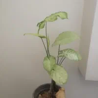 پتوس سبز، مرمری، ابلق، سینگینوم ابلق|گل و گیاه طبیعی|اصفهان, عسگریه|دیوار