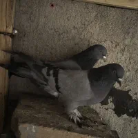 کبوتر پر روزگاری