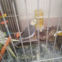 گمشده
