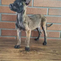 دو تا توله مالینیوز با کیفیت فوق العاده