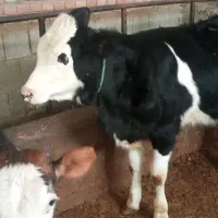 ۲عدد گوساله سیمتال ماده