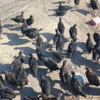 فروش جوجه مرغ محلی
