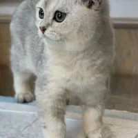 گربه اسکاتیش(جهت واگذاری)