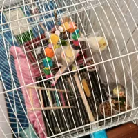 4ععد عروس|پرنده|ری, فیروزآبادی|دیوار