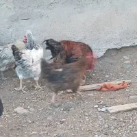 مرغ وخروس روستایی جوان|حیوانات مزرعه|مرند, |دیوار